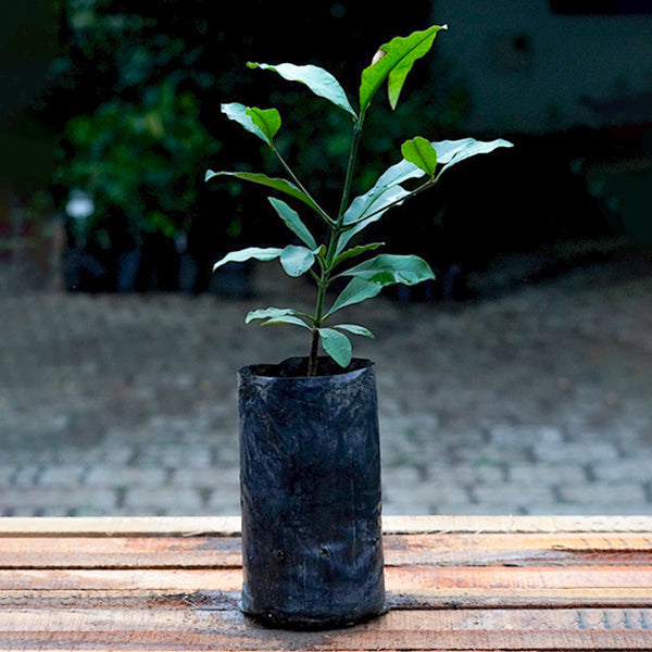 Cherry Mangosteen Plants