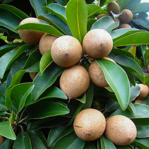 sapota plant from seed Chikku Sapote Live Plants Manilkara Zapota
