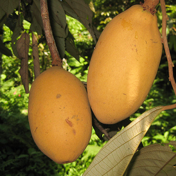 Cupui Fruit Live Plants