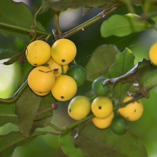 Cherry Mangosteen Live Plants