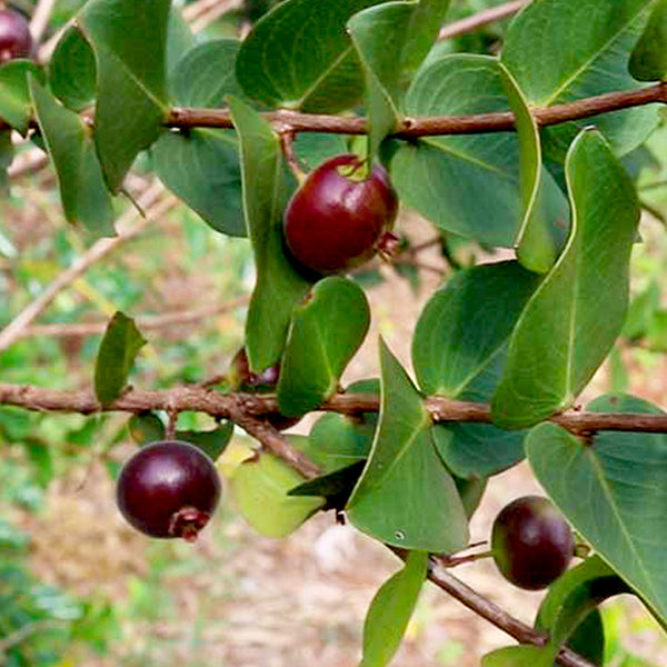 Best Dwarf Jaboticaba Live Plants