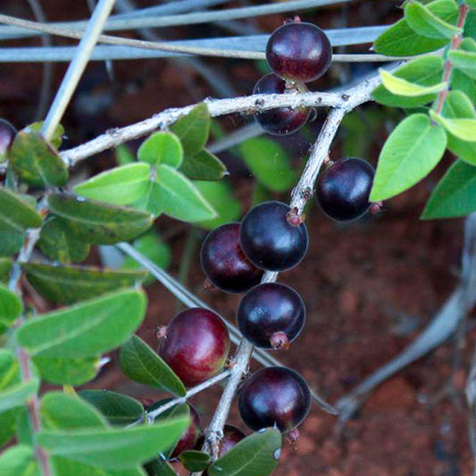 Dwarf Jaboticaba Live Plants