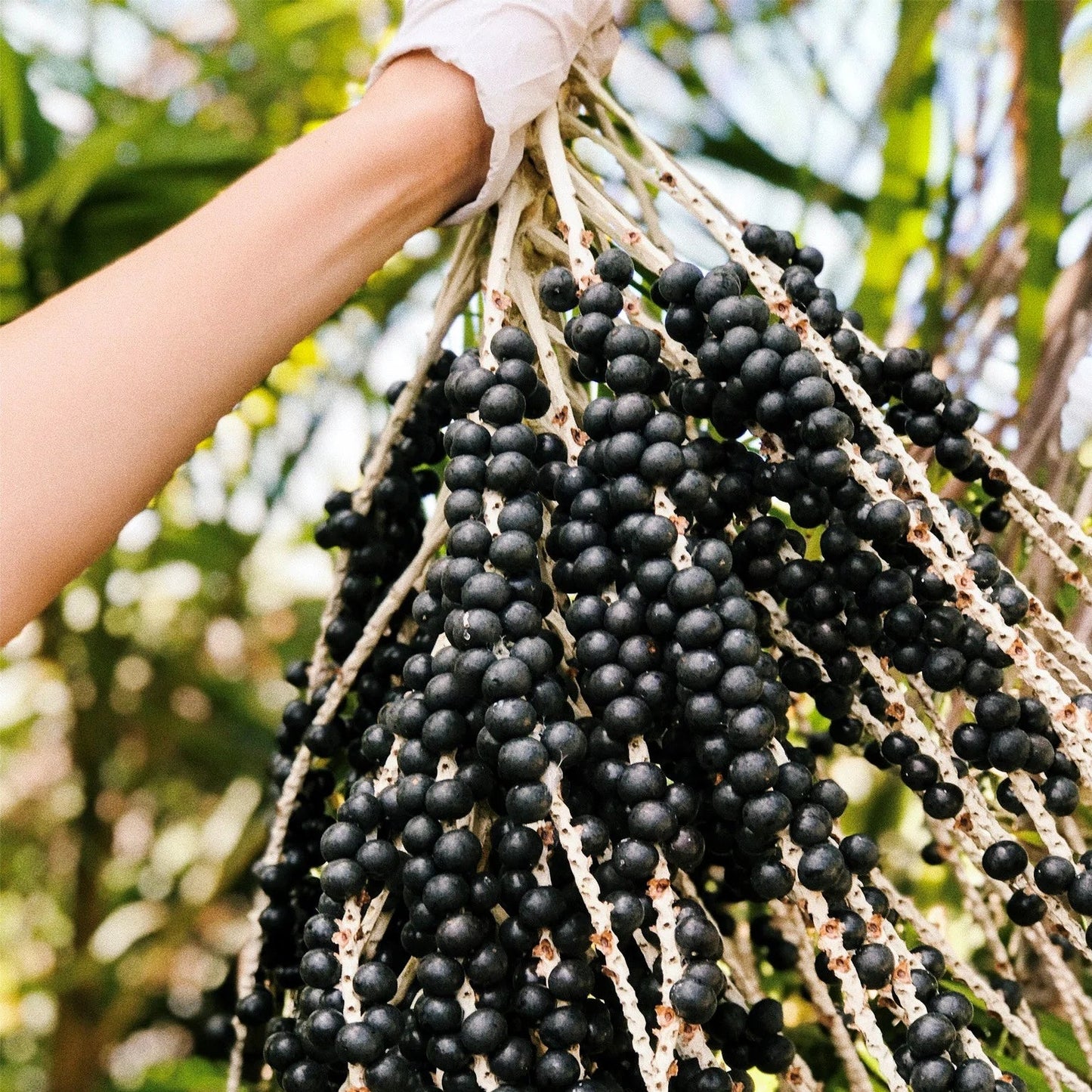 acai berry seeds planting Acai Berry Live Plants (Euterpe Oleracea) – HappiestPlants