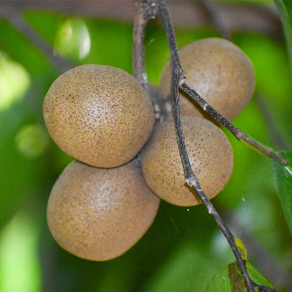 Stelechocarpus Burahol