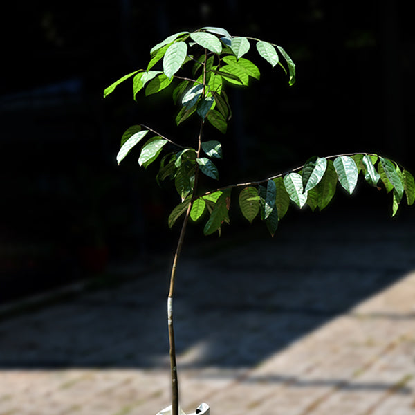 Kepel Fruit Plants