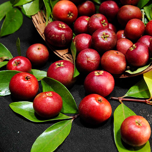 Best Sweet Kokum Fruit Live Plants