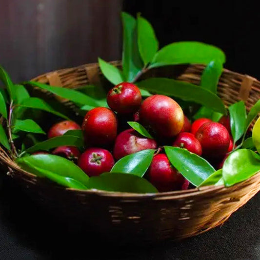 Sweet Kokum Fruit Live Plants