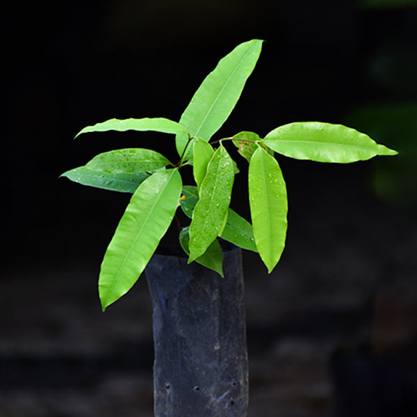 Kubal Fruit Plants