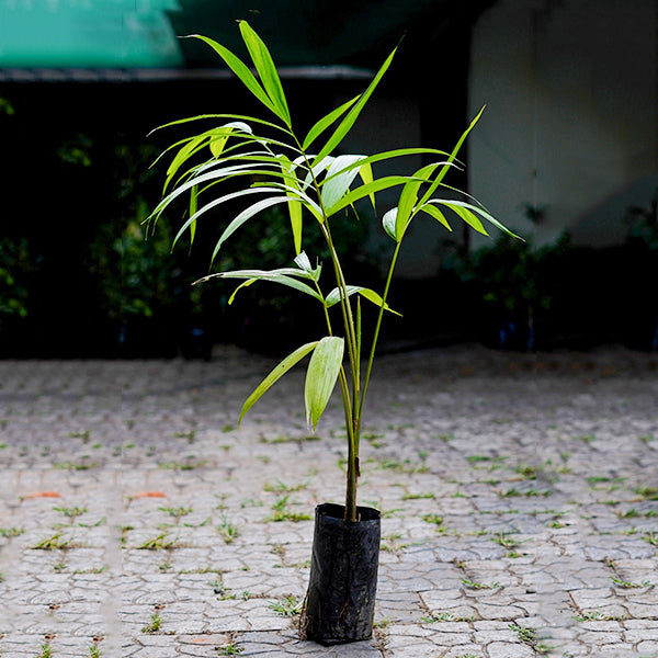 acai palm plant Acai Berry Live Plants (Euterpe Oleracea) – HappiestPlants