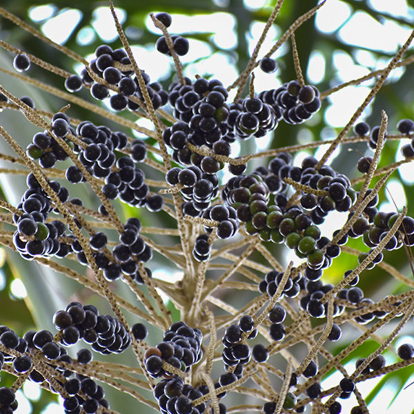 Acai Berry Plants