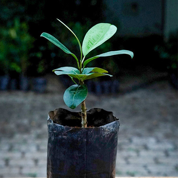 Black apple Live Plant