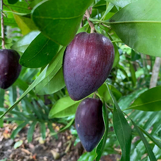 Black apple Live Plants