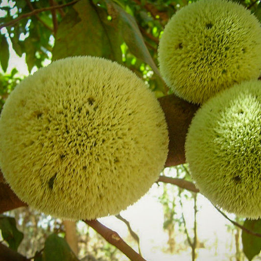 African Breadnut Live Plants