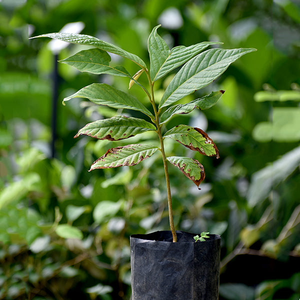 Soncoya Fruit Plants