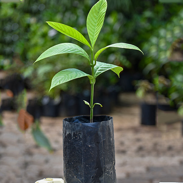 Bor-Thekera Plants