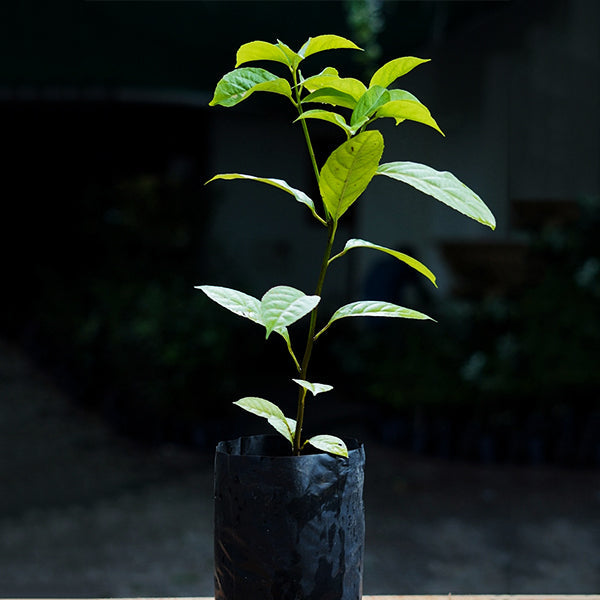 White Rambai Plants