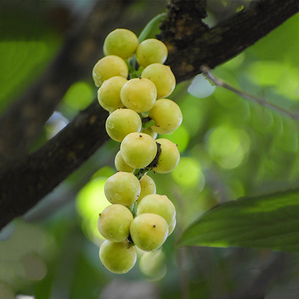 Best Burmese Grape Live Plants