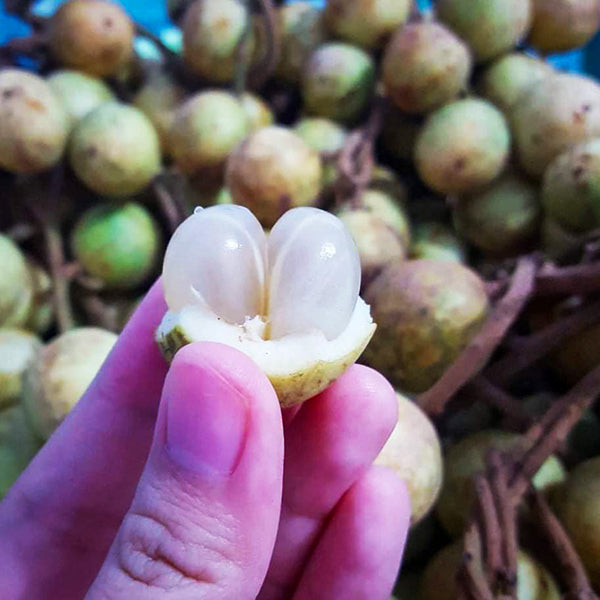 White Rambai Live Plants