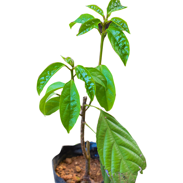 Burmese Grape Plants