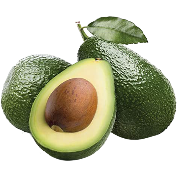 Avocado Fruit TKD1 Live Plants