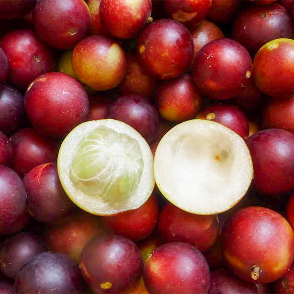 Camu Camu Live Plants