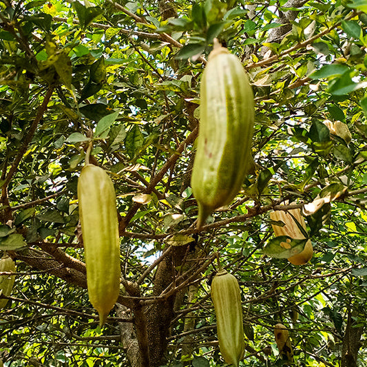 Candle Fruit Live Plants