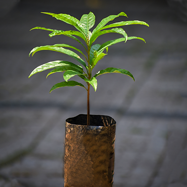 Egg Fruit Plants