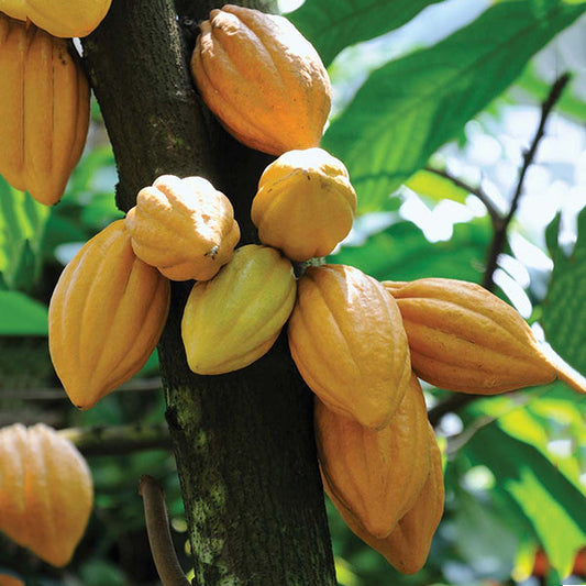 Cocoa Fruit Live Plants