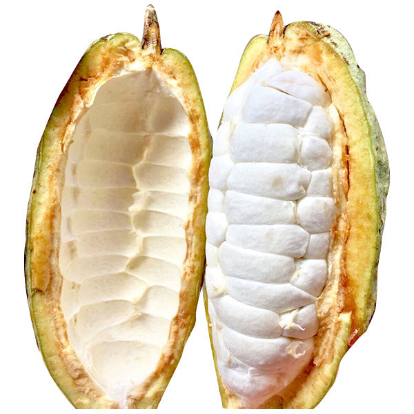 Theobroma Cacao