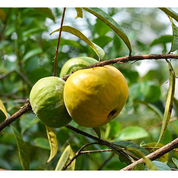 Araza Boi fruit Live Plants