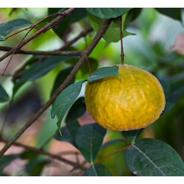 Araza Boi fruit Live Plants in uk