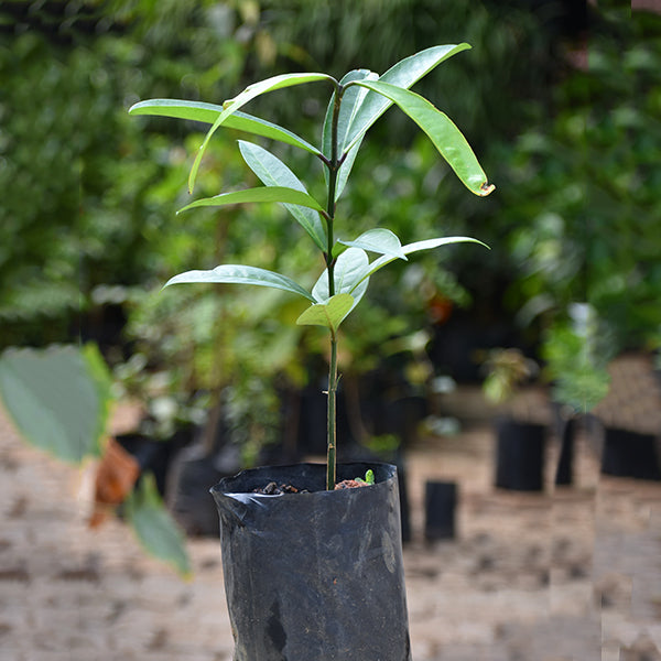 Mundu Fruit Plants