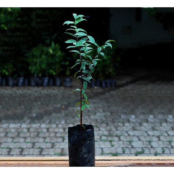 Araza Boi fruit Plants