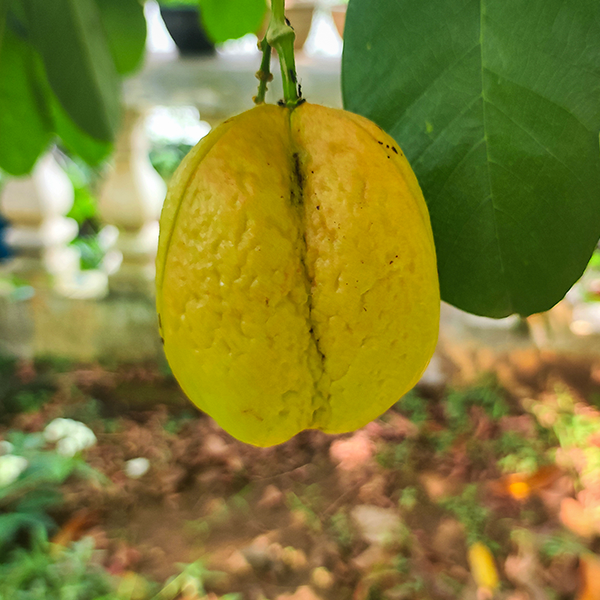 Akee Live Plants in uk