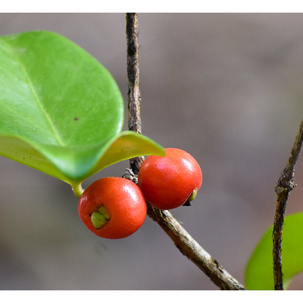 Cedar Bay Cherry Plants