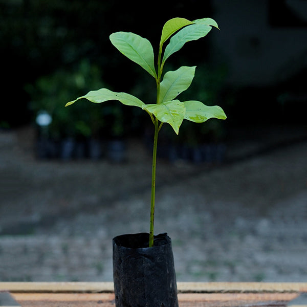 Engkala Plants