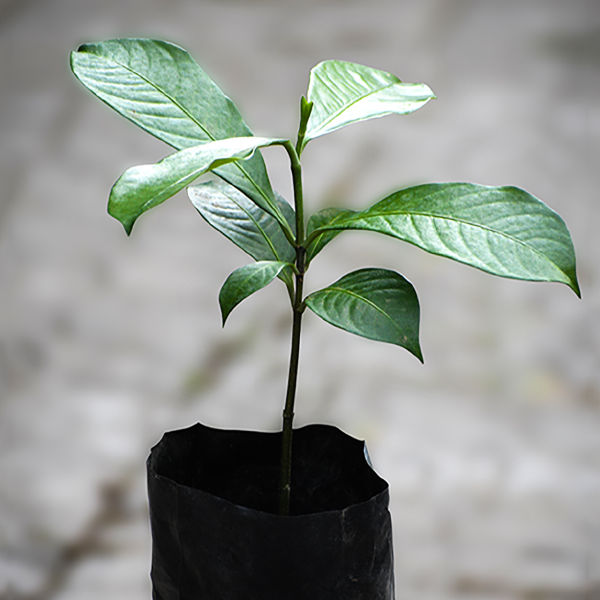 Bitter Kola Plants