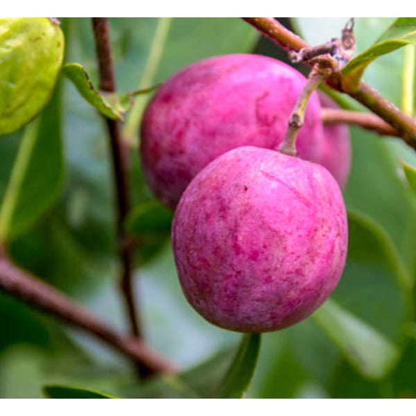 Cocoplum Fruit Plants