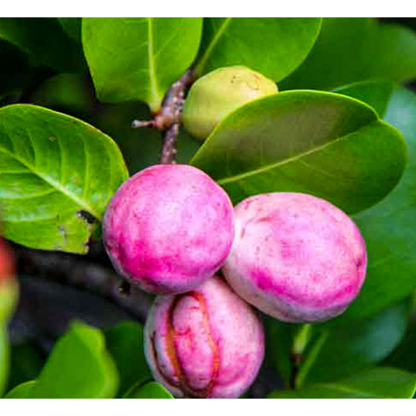 Cocoplum Fruit Live Plants