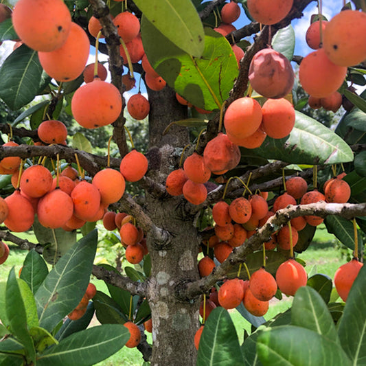 Imbe Fruit Live Plants