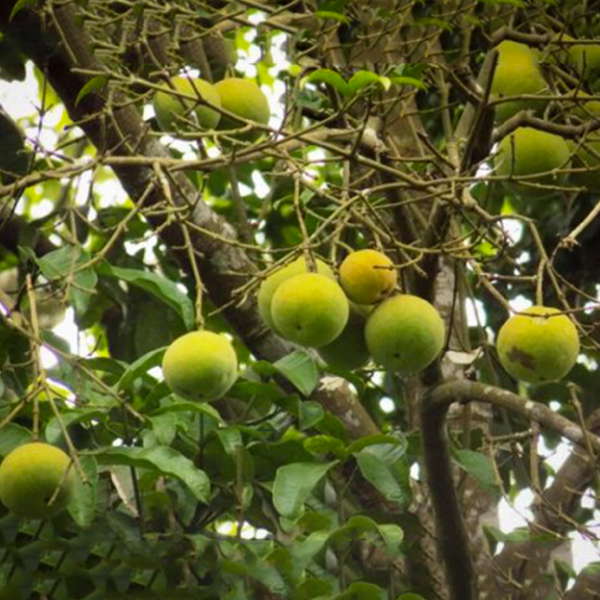 Green Bitter Fruit Tree