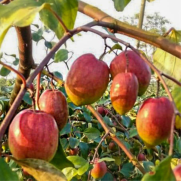 Ber Apple Red Plants