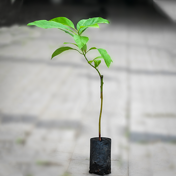 Avocado Fruit TKD1 Plants