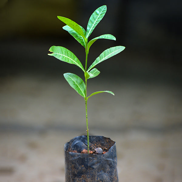 Imbe Fruit Plants