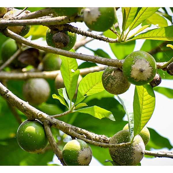 Green sapote Live Plants