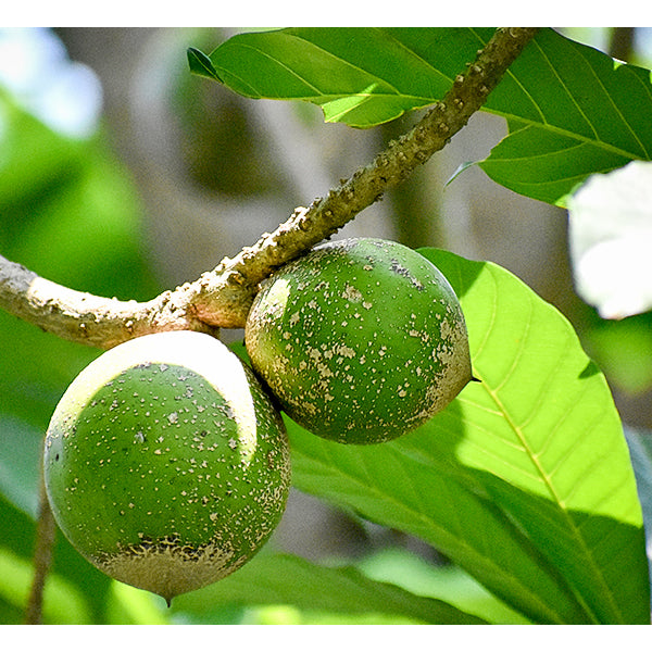 Pouteria Viridis