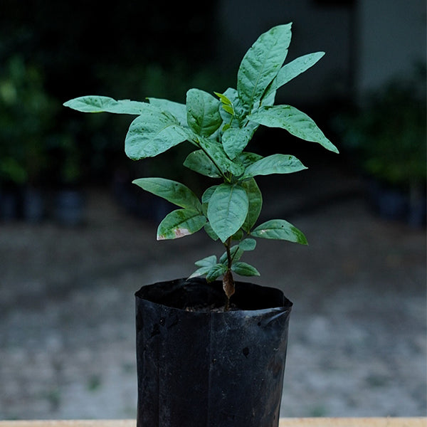 Ice Cream Bean Plants