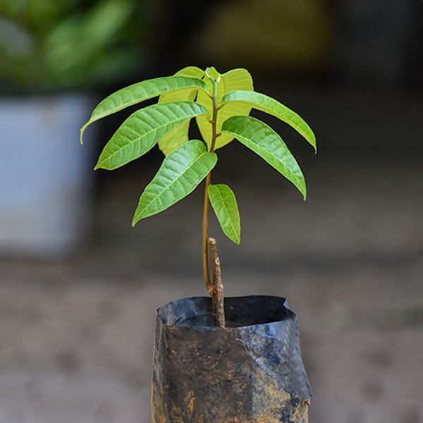 Kesusu Plants