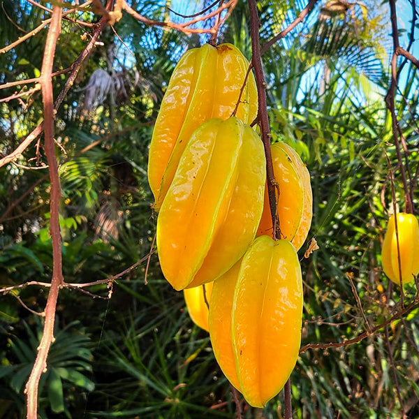 Carambola Plants