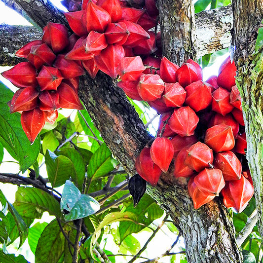 Belimbing Darah Live Plants